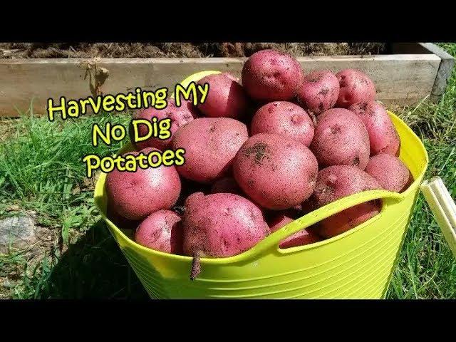 Harvesting My No Dig Potatoes