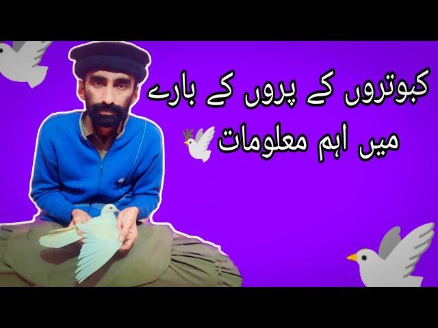 Kabotaroon ke paron ke bare main aham malumaat ustad Rana Sajid ️️️️