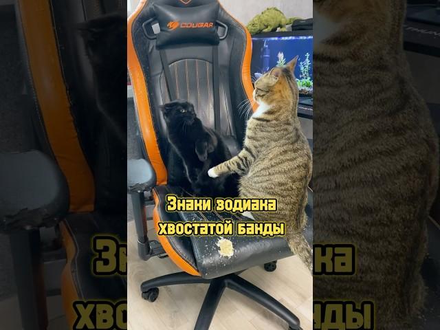 Знаки зодиака хвостатой банды  #питомцы #кот #кошка #собака #щенок