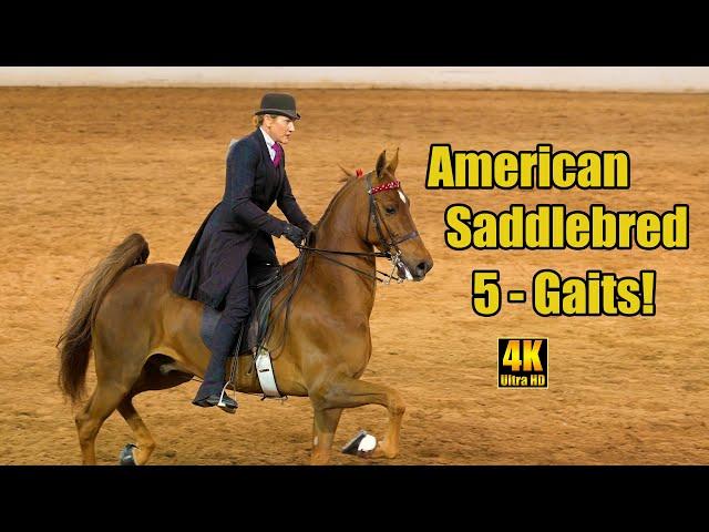 Amazing 5-Gaited American Saddlebred Horses! Carousel Charity Horse Show 2024
