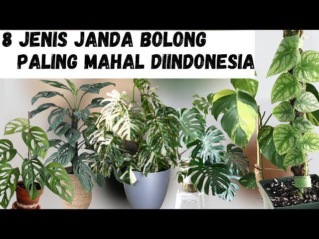 Bikin Dompet Bolong ! Inilah 8 Jenis Janda Bolong / Monstera Paling Mahal Di Indonesia