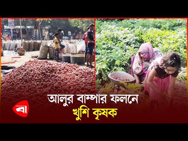 হিলিতে আগাম জাতের আলু তুলতে ব্যস্ত চাষিরা | Potato | Hili | Protidiner Bangladesh