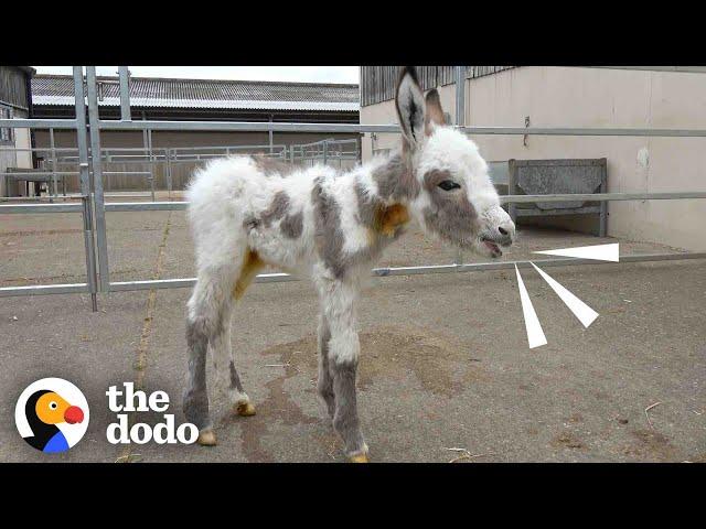 Orphaned Baby Donkey Cried For Days Until He Found A New Mom | The Dodo