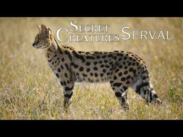  The Elusive Serval: Africa's Lesser-Known Spotted Cat  | Wildlife Conservation