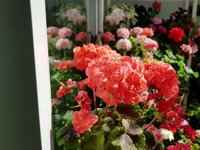 퍼스트인디애나/ 인디안 썸머/ 고양이 그림 그리기/pelargonium flowers garden.