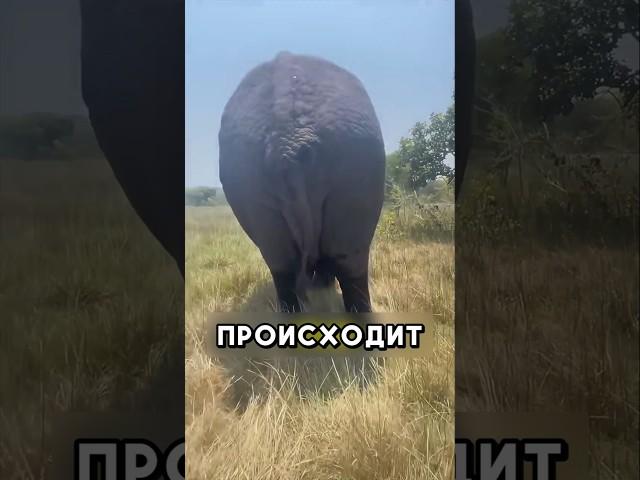 Это видео тронет ваше сердце  #shorts #добро