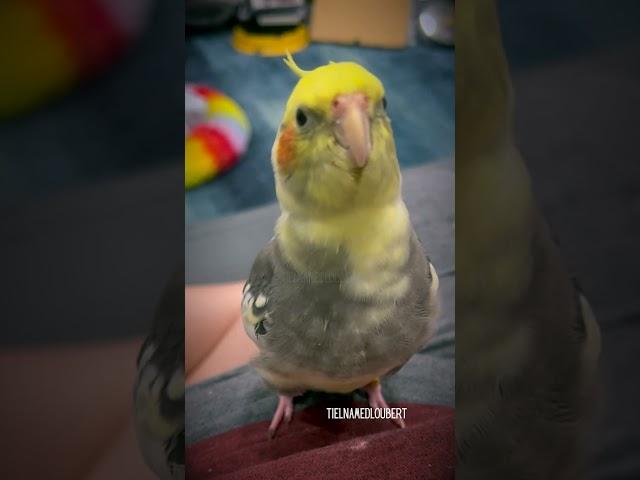 Adorable Game of Parrot Peek-a-Boo with Loubert | Tiel Named Loubert