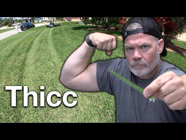 St Augustine Grass Tips // How I Get My St Augustine So Thick and Green