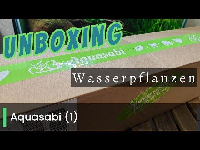 Unboxing Wasserpflanzen von @Aquasabi  #bolbitis heudelotii #microsorum pteropus trident