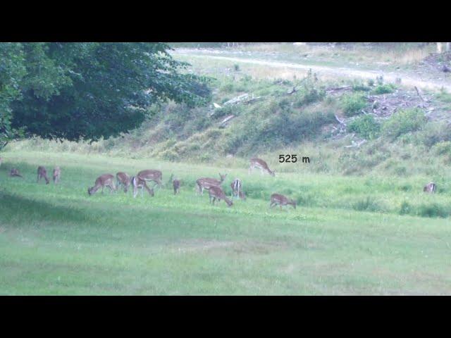 Long Range Hunting 574 yards