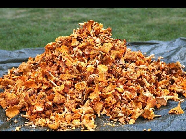 How to find 20 kg chanterelles in a day! Lets follow the Chanterelle king for a day.