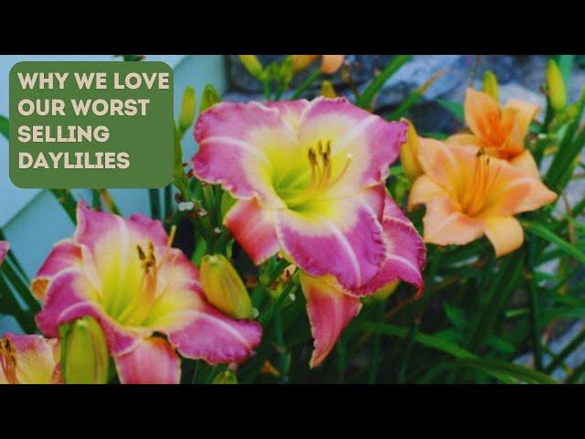 Our 5 WORST Selling Daylilies (& Why We Love 'Em!)