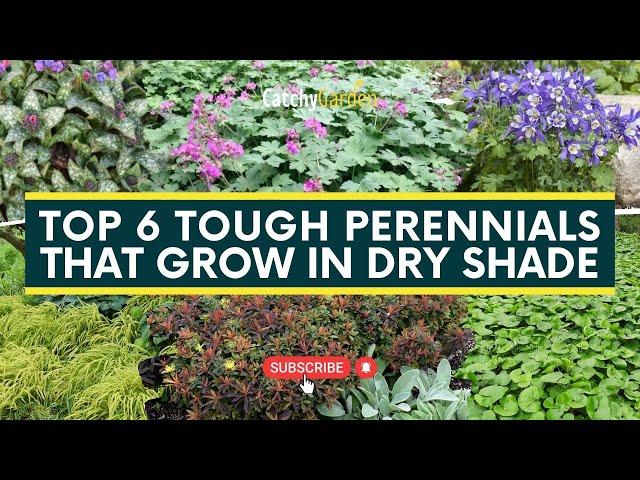 Top 6 Tough Perennials That Grow in Dry Shade  // Gardening Ideas