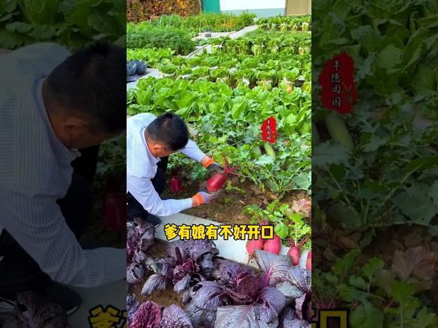 The vegetable garden has a second lease of life in autumn. The weather is cool and the vegetables.