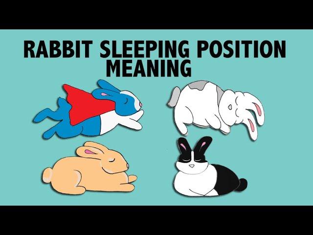 What Your Rabbit's Sleeping Position Reveals about their Personality!