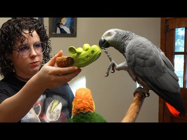 Return of "White" | Apollo the Talking Parrot Livestream