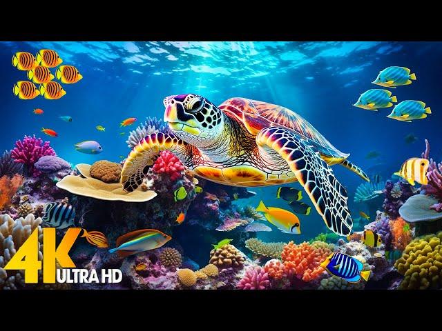 Ocean Wonder 4K - Dive into Tranquility - Sleep Relaxation with Beautiful Coral Reef Fish #2