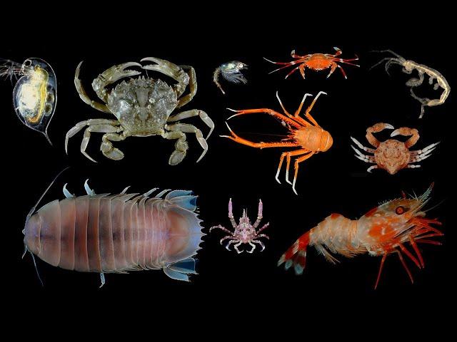 Facts: Crustaceans