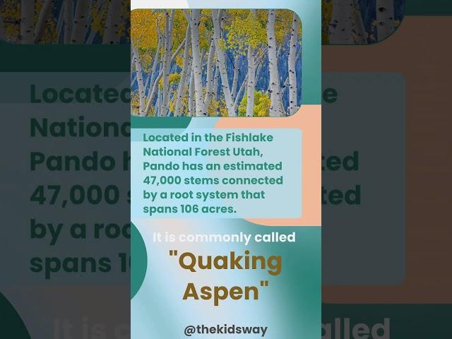 Pando - World's Largest Tree | Quaking Aspen, Trembling Aspen | Interesting #plant #facts