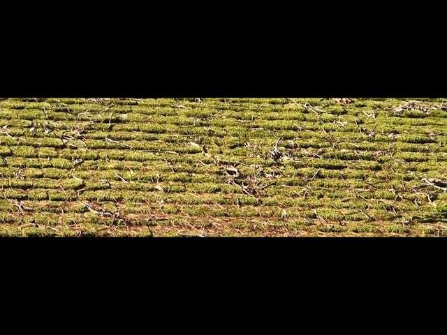 Moss Removal Cedar Shake Roof  How to restore a Cedar Shake Roof that was covered in Moss!