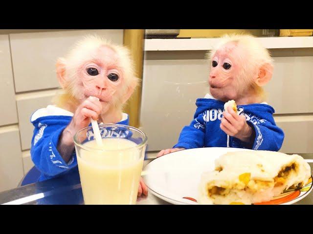 Happy breakfast! Bibi monkey competes to see who can eat faster with Chip