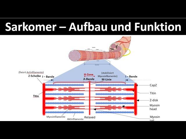 Sarkomer - Aufbau und Funktion / Aktinfilament / Myosinfilament [Biologie / Sport Oberstufe, 2/6]