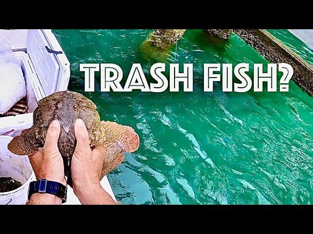 OYSTER TOADFISH TEMPURA - Trash Fish? Catch, Clean, Cook