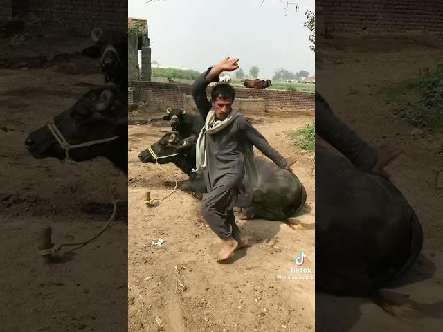 New Funny Video #trending #funny