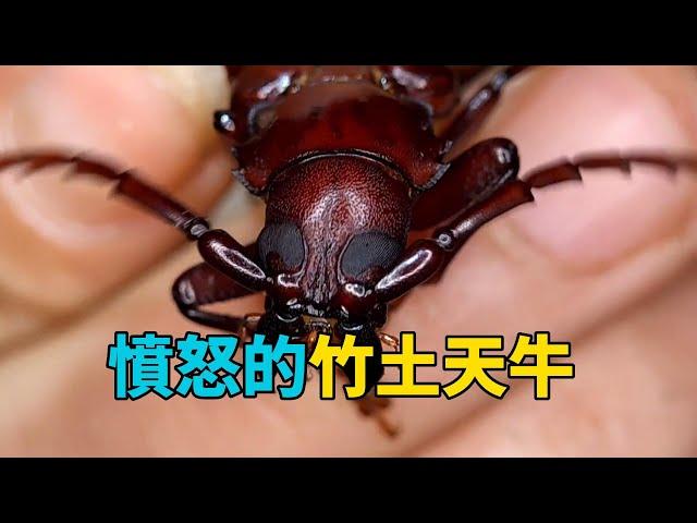 調教暴躁的竹土天牛#昆蟲世界 #動物馴化 #科普知識