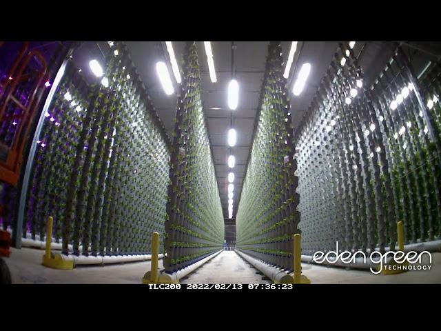 Hydroponic Lighting 24 Hour Timelapse in a Vertical Farm at Eden Green Technology