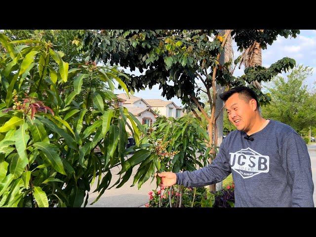 Why You Should Grow Mango Trees in California's Central Valley