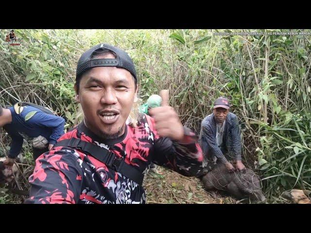 BABI HUTAN EDAN BERAT 70 KG BERHASIL DITANGKAP !! || BABINYA MENJERIT DIKEPUNG ANJING PEMBURU !!!