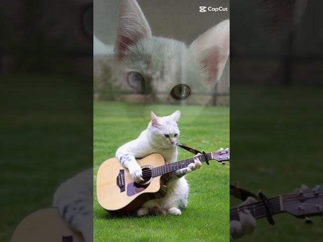 Gato músico kkkk #gatos #gatosengraçados #gato