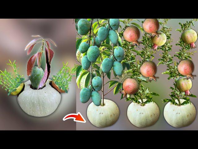 How To Grow Mango Tree With Pomegranate Trees in Pumpkin