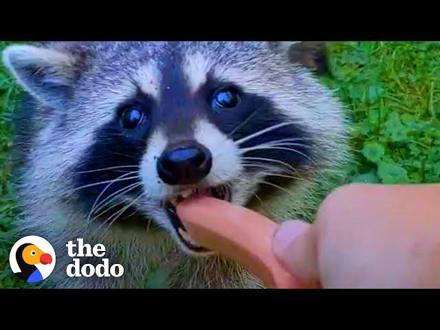 Guy Becomes BFFs with Raccoon and Her Baby | The Dodo Wild Hearts