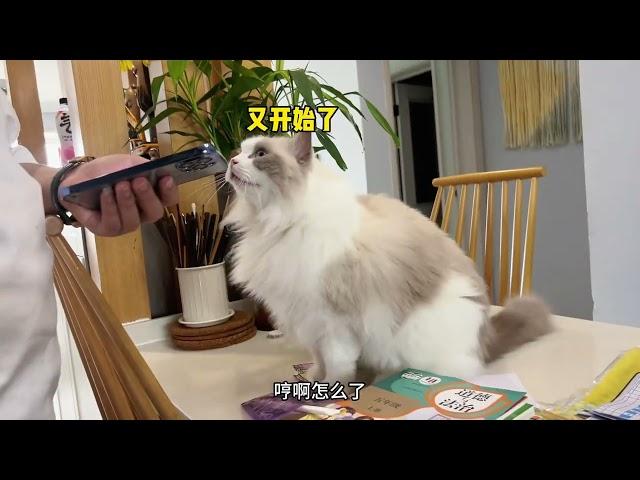 猪娣儿是一只猫