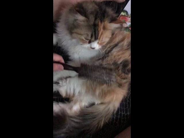 Cuddly Cute Fluffy Lazy Beautiful Adorable Kissable Huggable Persian Cat