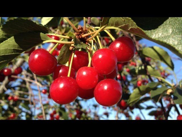 SHAKING CHERRIES OFF THE TREE