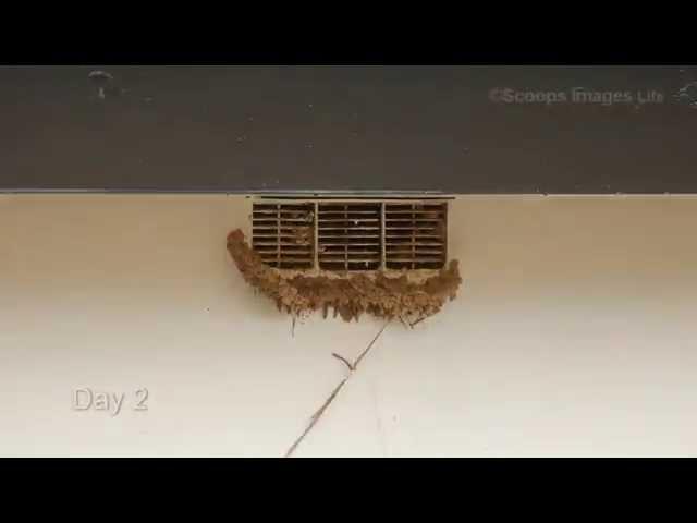 House Martins Building a Nest Timelapse - Summer 2014 (not Swallows)