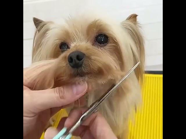 How to Give Your Yorkshire Terrier a Stylish Face Trim at Home!