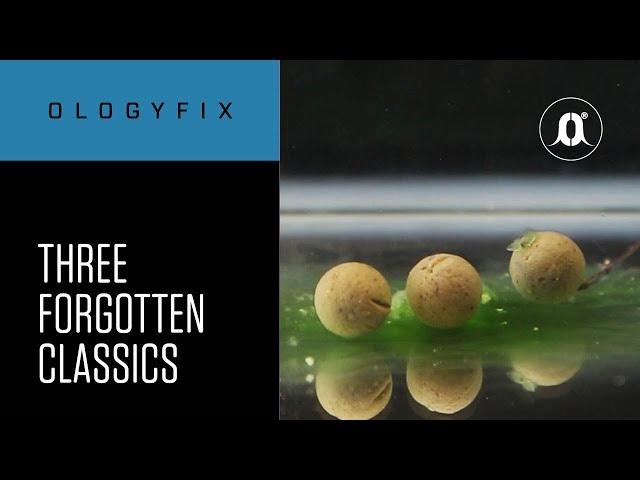 CARPologyTV - Three forgotten classic methods of carp fishing