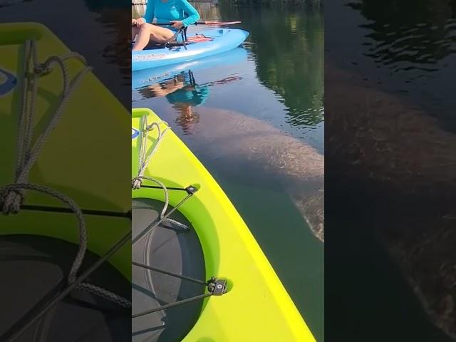 Young Manatee in Crystal River, FL coming over to say Hello! Crystal River, FL