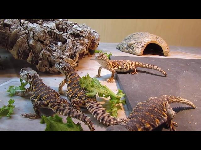 Elevages Lisard (2019) Uromastyx geyri babies eating greens - Close up