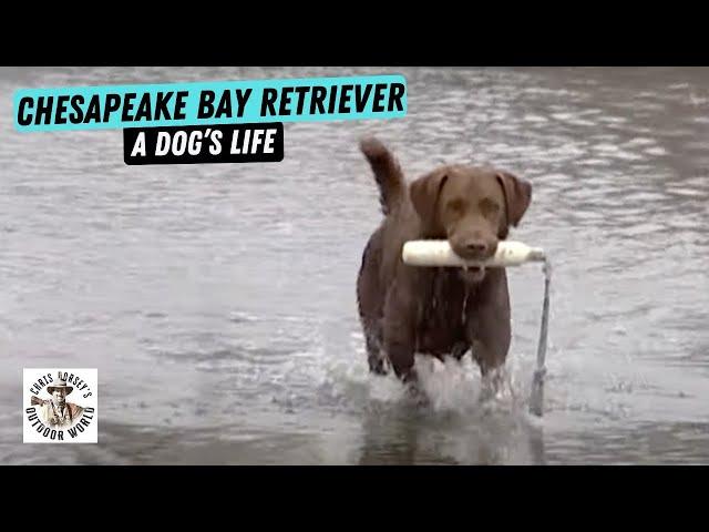 A Dog's Life - Chesapeake Bay Retriever