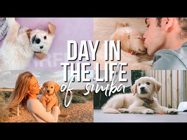 DAY IN THE LIFE of my 10-week-old Golden Retriever!