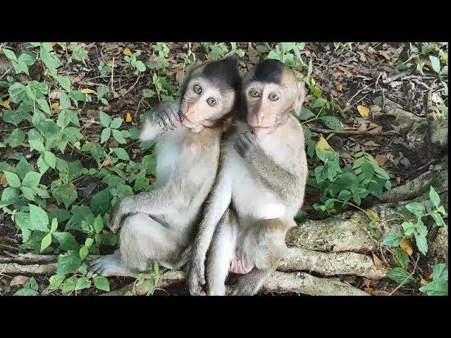 Cute hungry monkey Gunner attack for food,Starved baby monkey Gunner trying to convince, cute monkey