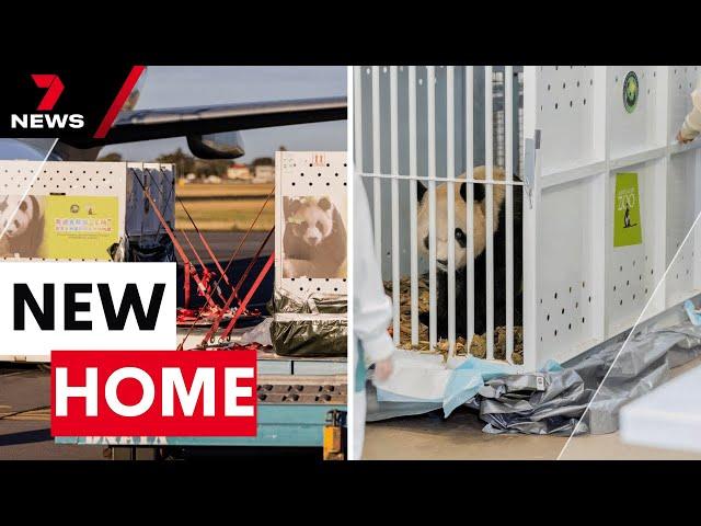 Australia welcomes new giant pandas from China | 7NEWS