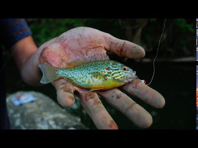 Multi-Species Creek Fishing!