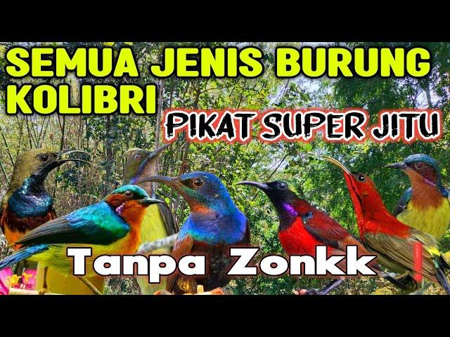 Mp3 Pikat Semua Burung Kecil Kolibri Paling Ampuh di Tahun 2024