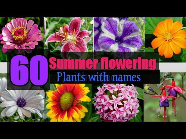 60 Summer Flowering plants with names | Beautiful Summer flowering plants